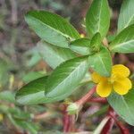 Ludwigia inclinata flower picture by Nelson Zamora Villalobos (cc-by-nc)