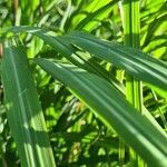 Cymbopogon nardus leaf picture by Patrick B (cc-by-sa)