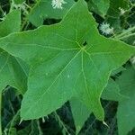 Echinocystis lobata leaf picture by Andrei Contiu (cc-by-sa)