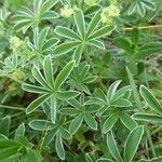 Alchemilla alpigena leaf picture by huy HO (cc-by-sa)