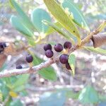 Myrsine parvifolia fruit picture by Renato Lima (cc-by-sa)