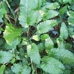 Betonica officinalis habit picture by Jean-Pierre Patoux (cc-by-sa)