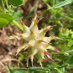 Trifolium spumosum flower picture by Ruiz Francisco (cc-by-sa)