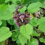 Lamium orvala fruit picture by tista Chakravarty-Gannon (cc-by-sa)