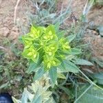 Euphorbia platyphyllos flower picture by Pierre-Guy (cc-by-sa)