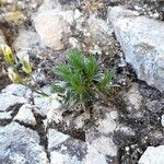 Draba aizoides leaf picture by Johann Varone (cc-by-sa)