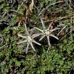 Perezia pilifera habit picture by Daniel Barthelemy (cc-by-nc)