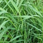 Phalaris canariensis leaf picture by Lutz Levente (cc-by-sa)