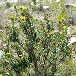 Grindelia buphthalmoides habit picture by Trap Hers (cc-by-sa)