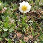 Dryas octopetala habit picture by Hromada Martin (cc-by-sa)