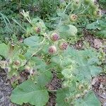 Arctium lappa flower picture by stephane thomas (cc-by-sa)