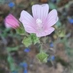 Malva hispanica flower picture by Monteiro Henrique (cc-by-sa)