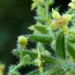 Galium maritimum flower picture by Llandrich anna (cc-by-sa)