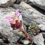 Saxifraga biflora habit picture by Fabrice Mélet (cc-by-sa)