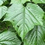 Clerodendrum paniculatum leaf picture by Paul (cc-by-sa)