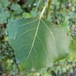 Populus nigra leaf picture by Nastouilles B (cc-by-sa)