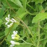 Arabis alpina fruit picture by joselu_4 (cc-by-sa)