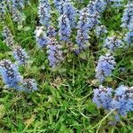 Ajuga reptans fruit picture by pasqui ravelli (cc-by-sa)