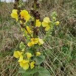 Verbascum thapsus flower picture by Mart Rats (cc-by-sa)