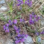 Linaria alpina habit picture by Jacques Zuber (cc-by-sa)