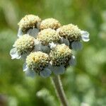 Achillea nana flower picture by Pascal Ollagnier (cc-by-sa)