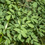 Thalictrum minus leaf picture by Martin Bishop (cc-by-sa)