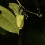 Passiflora megacoriacea fruit picture by Nelson Zamora Villalobos (cc-by-nc)