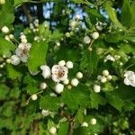 Crataegus laevigata flower picture by Jean-Baptiste Nicolas (cc-by-sa)