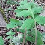 Hydrophyllum virginianum leaf picture by Lara Lara Hill (cc-by-sa)