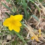 Sternbergia lutea flower picture by Marc Horisberger (cc-by-sa)