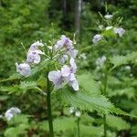 Lunaria rediviva habit picture by Yoan MARTIN (cc-by-sa)