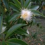 Foetidia mauritiana flower picture by Geoffrey Lebreton (cc-by-sa)