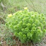 Adonis vernalis leaf picture by margarida vila (cc-by-sa)