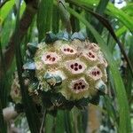 Pandanus sylvestris fruit picture by J. Champ (cc-by-sa)