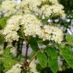 Sorbus aucuparia flower picture by Makarova Olga (cc-by-sa)