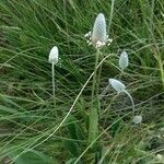 Plantago ovata flower picture by Mari Carmen Gracia (cc-by-sa)