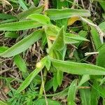 Commelina africana habit picture by susan brown (cc-by-sa)