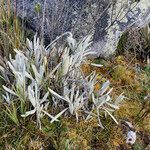 Senecio cocuyanus habit picture by Fabien Anthelme (cc-by-sa)