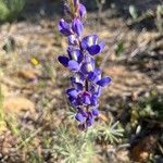 Lupinus sparsiflorus flower picture by Josh Spoon (cc-by-sa)