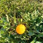 Calendula stellata flower picture by Karin Brouwers-Jansen (cc-by-sa)