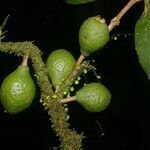 Eugenia herrerae fruit picture by Nelson Zamora Villalobos (cc-by-nc)