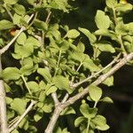 Rauvolfia ligustrina leaf picture by Nelson Zamora Villalobos (cc-by-nc)