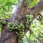 Ficus racemosa fruit picture by Dieter Albrecht (cc-by-sa)