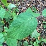 Cornus rugosa leaf picture by Amber Benbow (cc-by-sa)