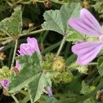 Malva multiflora leaf picture by 🐞Hélène🐦 (cc-by-sa)