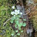 Saxifraga granulata flower picture by Francois Mathieu (cc-by-sa)