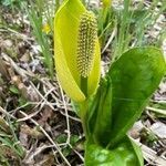 Lysichiton americanus fruit picture by Carsten Benecke (cc-by-sa)