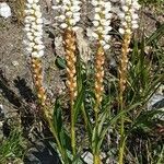 Plantago maritima flower picture by Asr Asr (cc-by-sa)