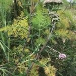 Achillea distans habit picture by Maria (cc-by-sa)