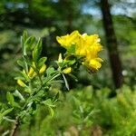 Genista pilosa flower picture by Olivier Brosseau (cc-by-sa)